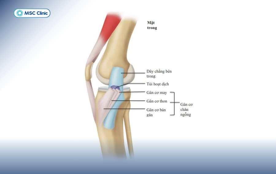 Vị trí gân chân ngỗng ở khớp gối