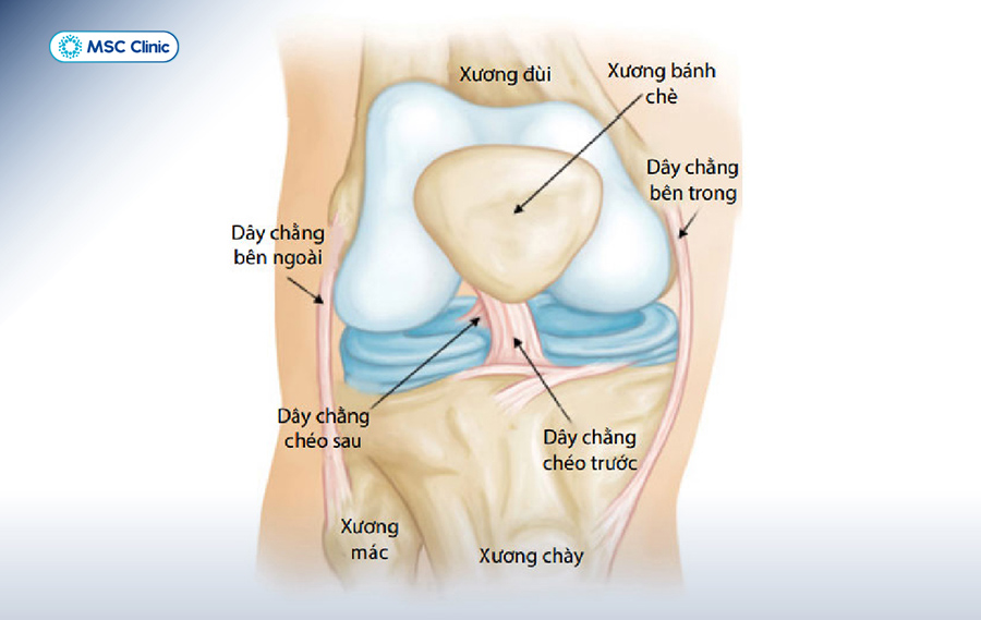 Cấu tạo dây chằng khớp gối
