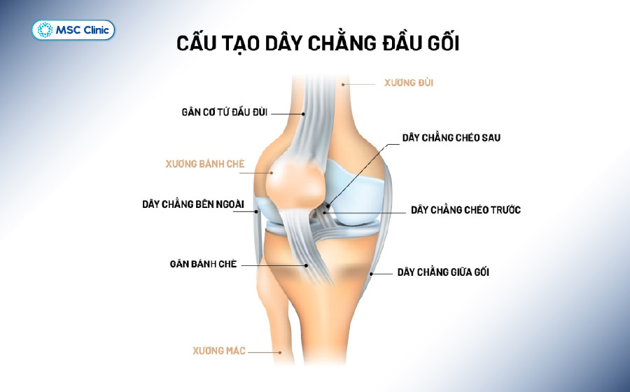 Mô phỏng vị trí của các dây chằng đầu gối Mô phỏng vị trí của các dây chằng đầu gối