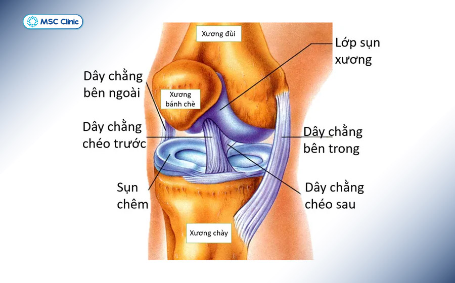 Hệ thống dây chằng khớp gối