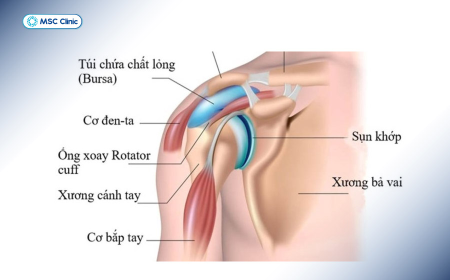 Cấu tạo khớp vai Cấu tạo khớp vai