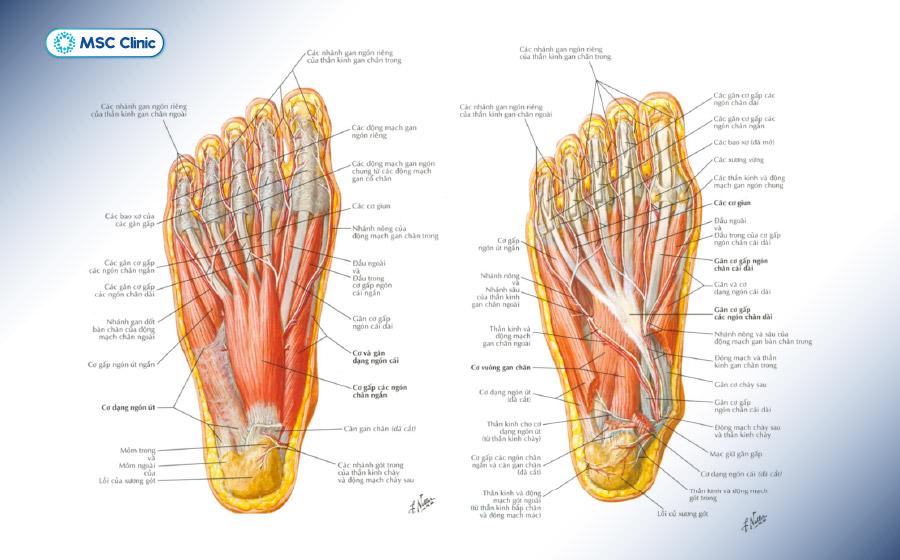 Bàn chân có hệ thống dây thần kinh, cơ, gân dày đặc
