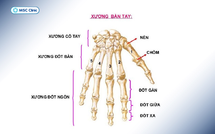 Cấu tạo của khớp ngón tay