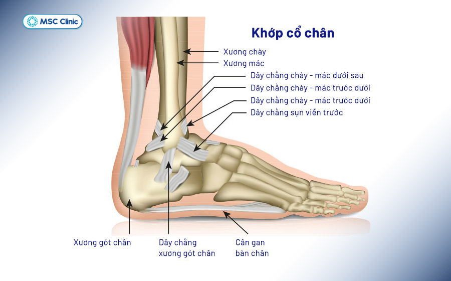 Đầu dưới xương mác cấu tạo nên mắt cá ngoài - thành phần cốt lõi ổn định khớp cổ chân Đầu dưới xương mác cấu tạo nên mắt cá ngoài - thành phần cốt lõi ổn định khớp cổ chân