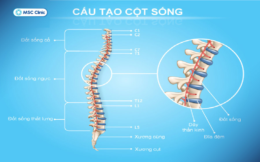 Đau lưng không cúi được thường liên quan đến phần cột sống thắt lưng