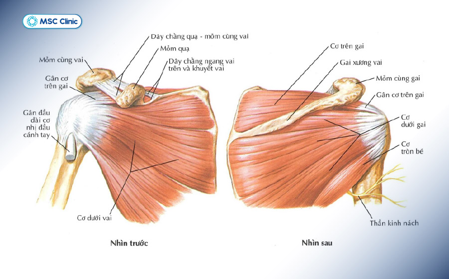 Hệ thống gân cơ vùng vai Hệ thống gân cơ vùng vai