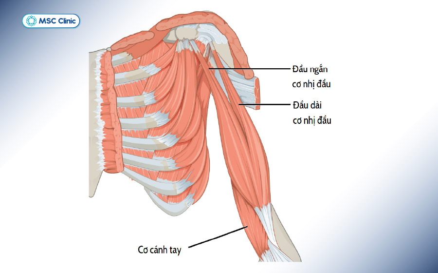 Các cơ ở bắp tay