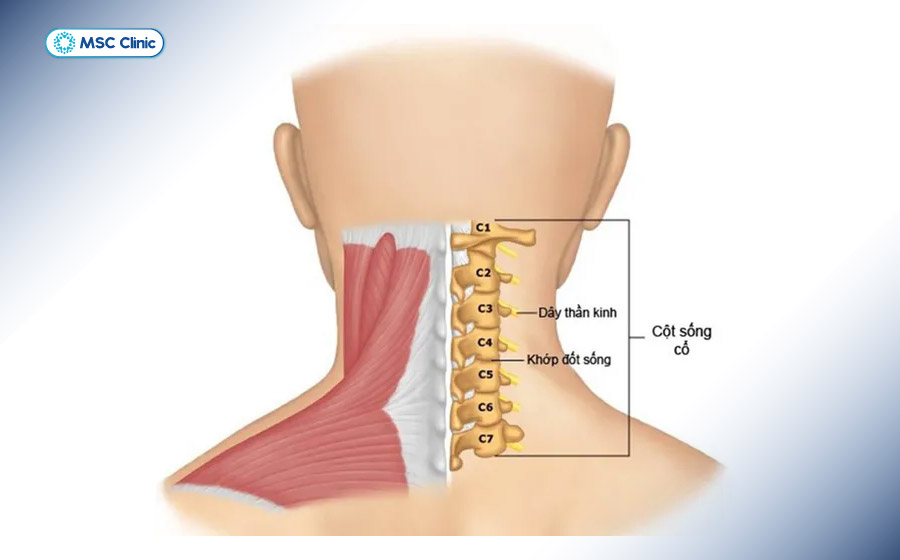 Cấu tạo cột sống cổ