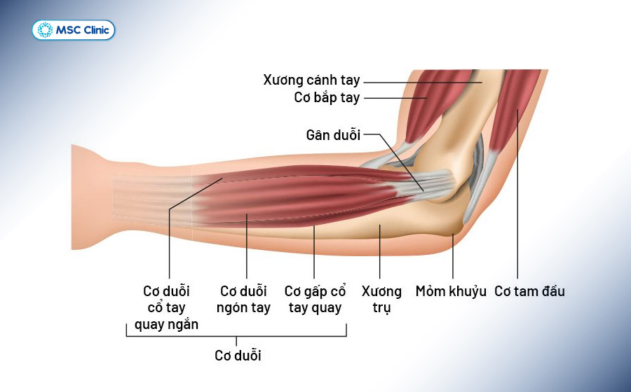 Cấu tạo hệ gân cơ ở khuỷu tay