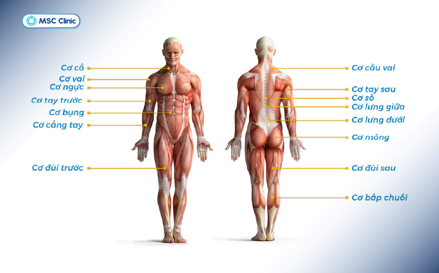 Hệ thống các vùng cơ trên cơ thể