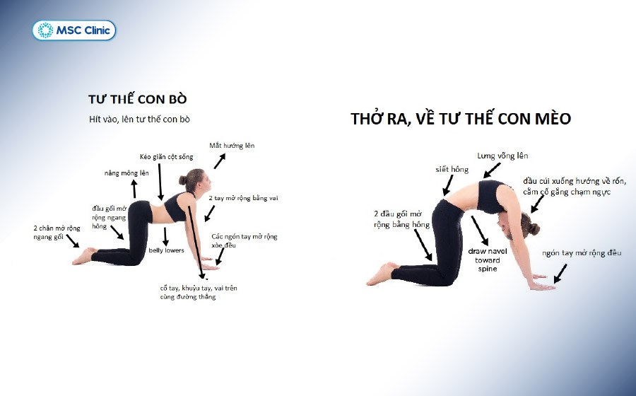 Tư thế con mèo - con bò giúp kéo giãn cột sống, giảm căng cứng cơ cổ vai gáy và cải thiện độ linh hoạt cho vùng lưng, cổ