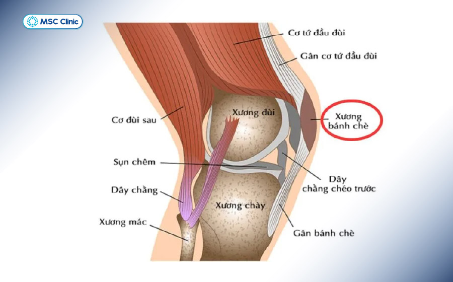 Xương bánh chè nằm phía trước khớp gối, có vai trò bảo vệ khớp và hỗ trợ hoạt động duỗi gối