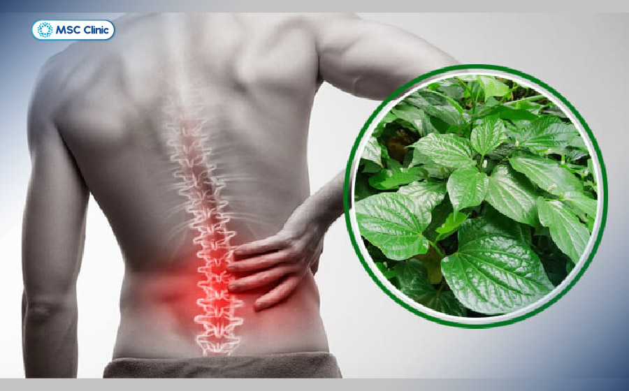 Bài thuốc từ lá lốt là bài thuốc dân gian chữa thoái hóa đốt sống lưng đơn giản, dễ thực hiện, giúp giảm đau tạm thời Bài thuốc từ lá lốt là bài thuốc dân gian chữa thoái hóa đốt sống lưng đơn giản, dễ thực hiện, giúp giảm đau tạm thời