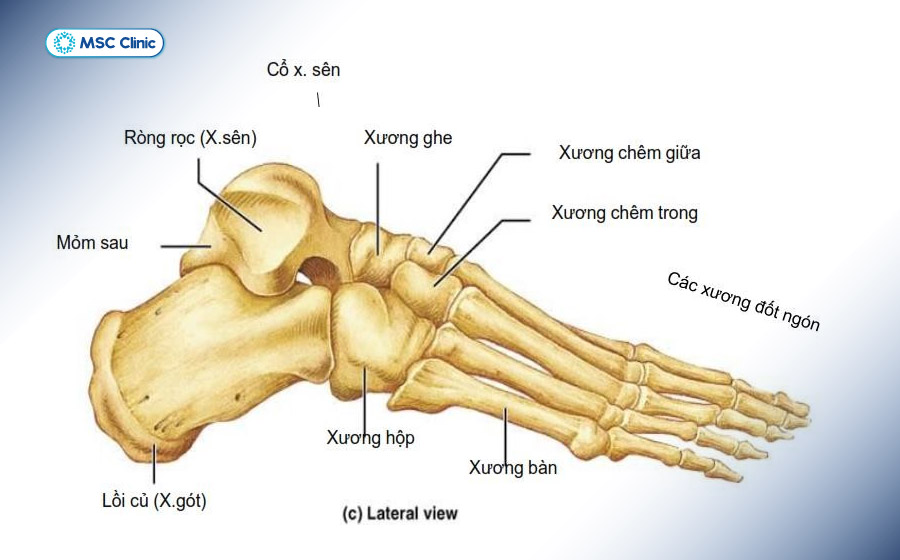 Bàn chân gồm nhiều xương và khớp nhỏ phối hợp để chịu lực, giữ thăng bằng và tạo lực đẩy khi bước đi