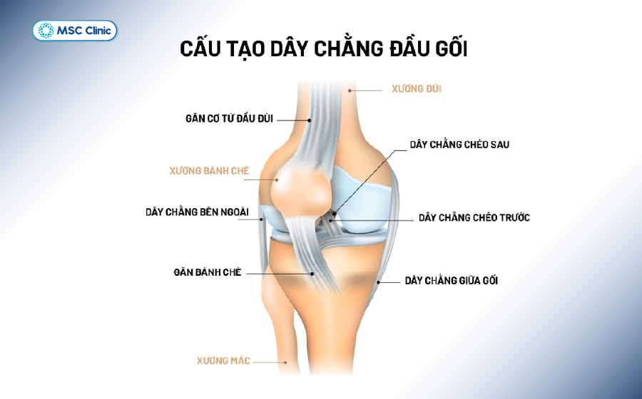 Cấu tạo các dây chằng đầu gối