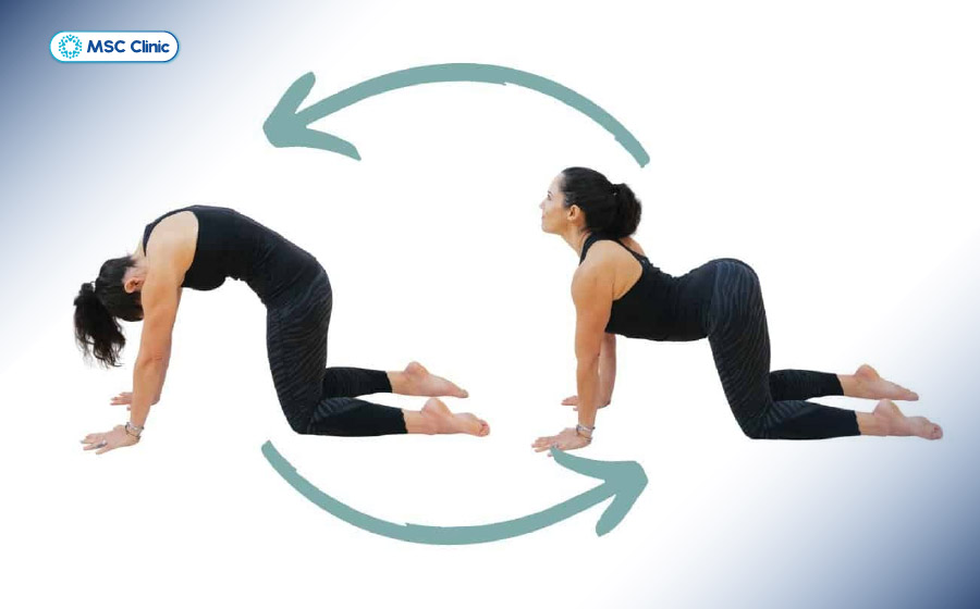 Bài tập kéo giãn tư thế mèo - bò giúp tăng độ linh hoạt và cải thiện biên độ vận động của cột sống