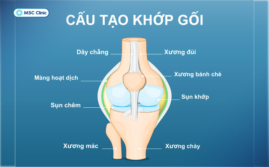 Cấu tạo của khớp gối Cấu tạo của khớp gối