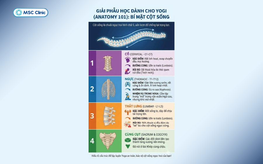 Cột sống được chia thành các đoạn cổ, ngực, thắt lưng, cùng và cụt