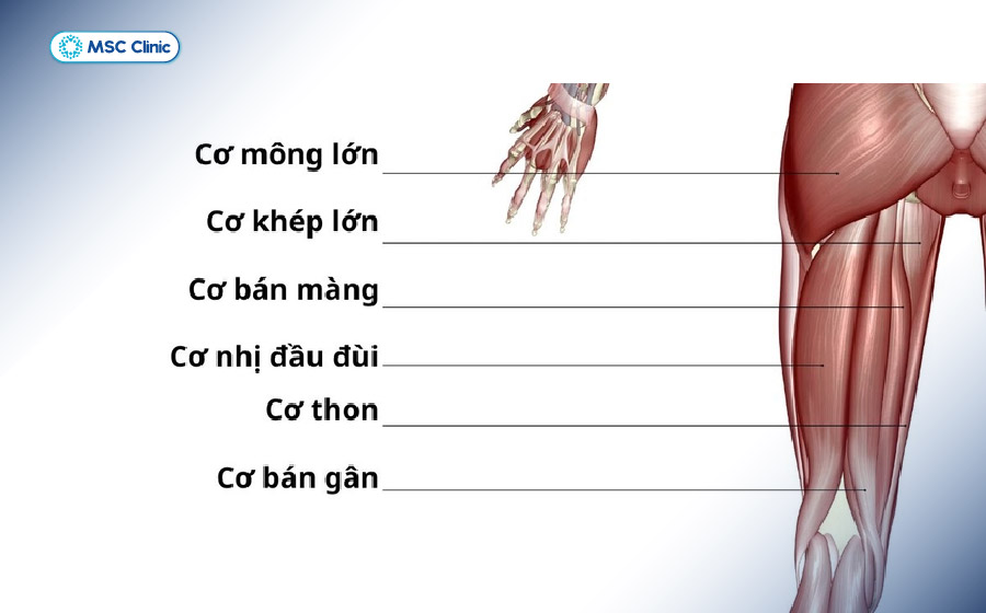 Hệ thống cơ giúp ổn định khớp gối Hệ thống cơ giúp ổn định khớp gối