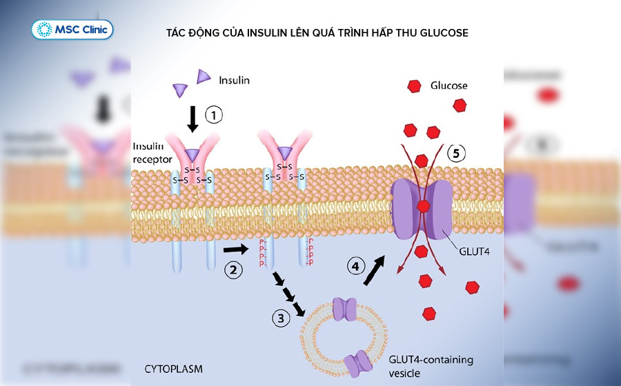 Insulin giúp glucose từ máu đi vào tế bào để cung cấp năng lượng cho các hoạt động của cơ thể