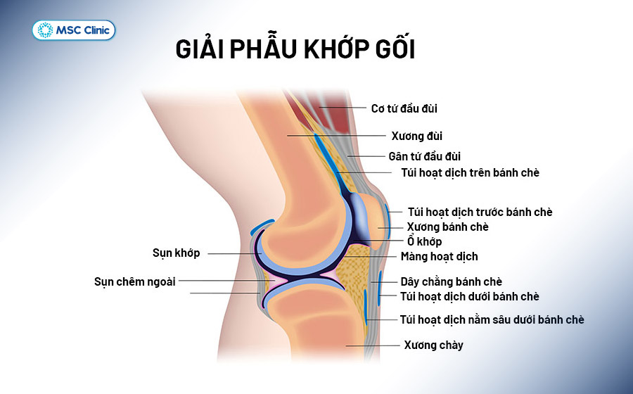 Khớp gối là một trong những khớp phức tạp nhất của cơ thể