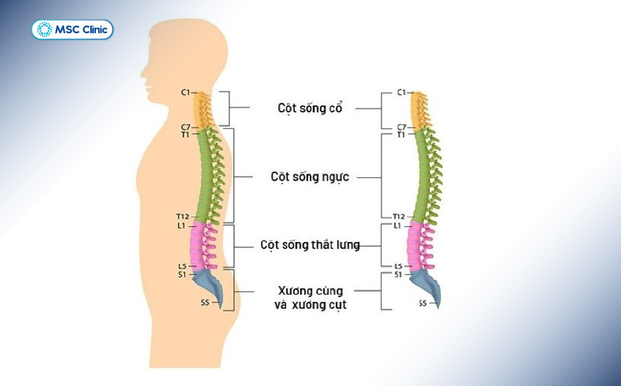 Tình trạng thoái hóa đốt sống ngực xảy ra tại đốt sống T1-T12