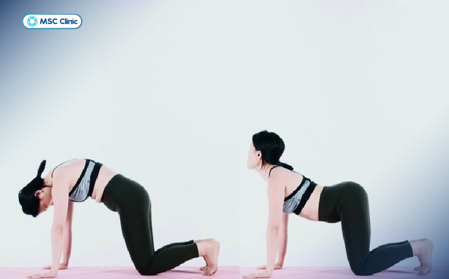 Tư thế mèo - bò giúp cột sống vận động mềm mại hơn, phù hợp với người bị đau lưng khi ngủ dậy