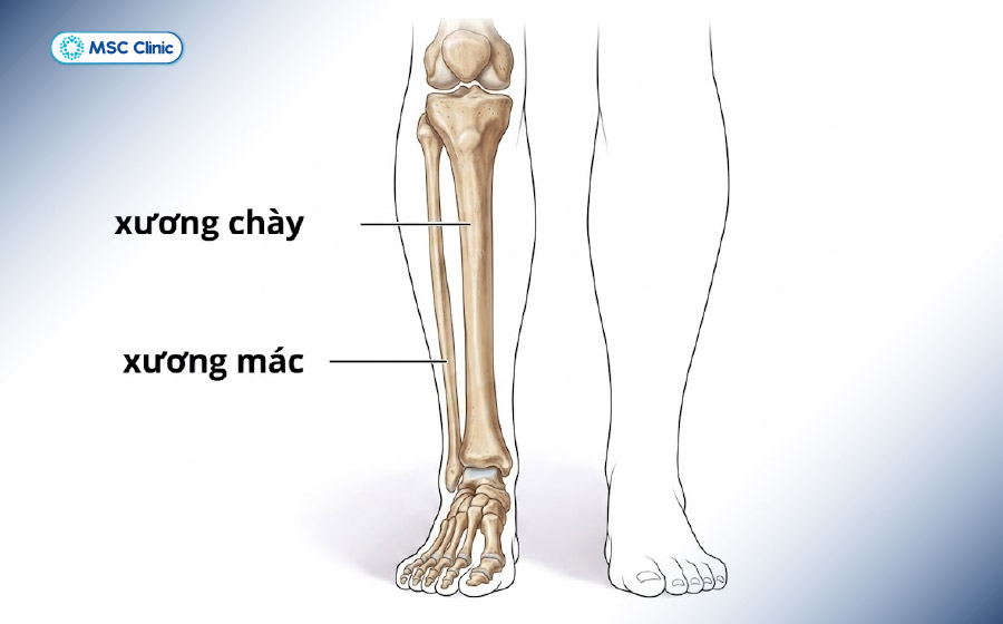 Vị trí giải phẫu của xương chày