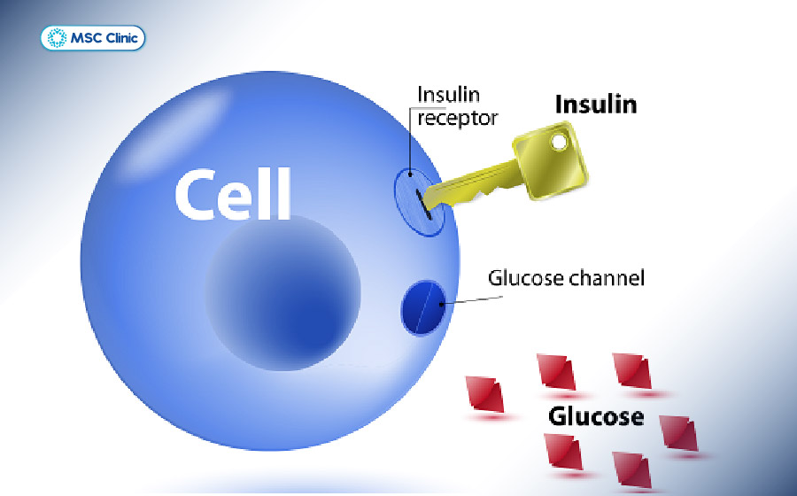 Y học tái tạo được nghiên cứu về khả năng cải thiện độ nhạy insulin, hỗ trợ giảm đề kháng insulin ở người bệnh tiểu đường type 2