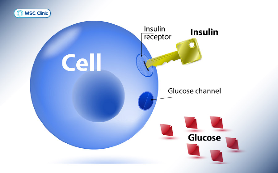 Insulin giúp glucose từ máu đi vào tế bào để được sử dụng làm năng lượng