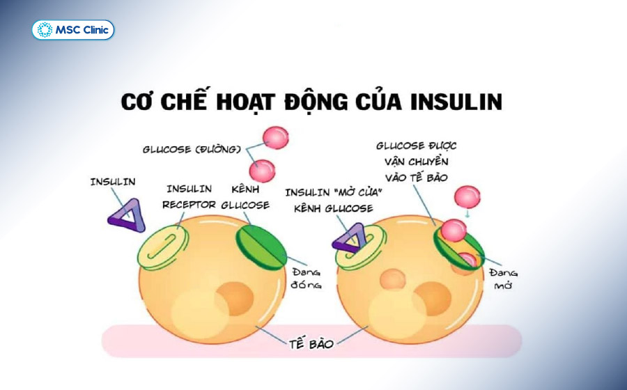 Tế bào beta tuyến tụy có nhiệm vụ sản xuất insulin giúp kiểm soát glucose máu