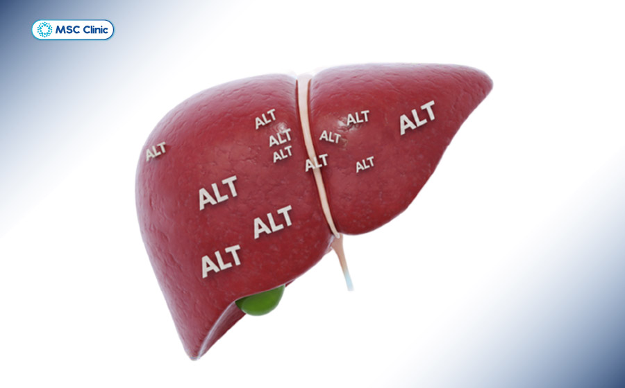 ALT là enzyme tập trung nhiều ở gan và thường được dùng để đánh giá tổn thương tế bào gan
