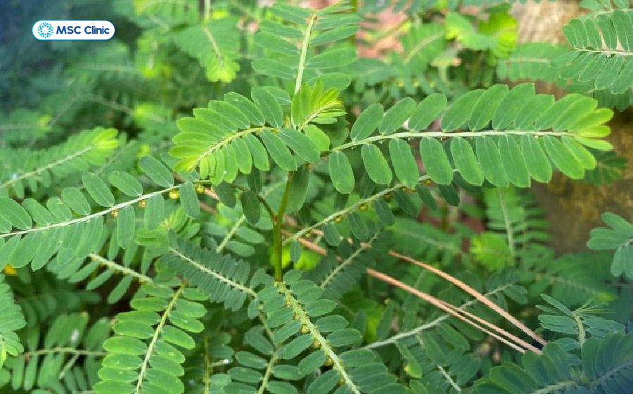 Diệp hạ châu (tên gọi dân gian là cây chó đẻ răng cưa) với khả năng chống oxy hóa Diệp hạ châu (tên gọi dân gian là cây chó đẻ răng cưa) với khả năng chống oxy hóa