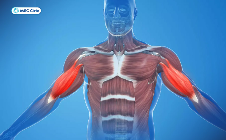 Duy trì khối lượng cơ là yếu tố quan trọng để duy trì sức khỏe tổng thể