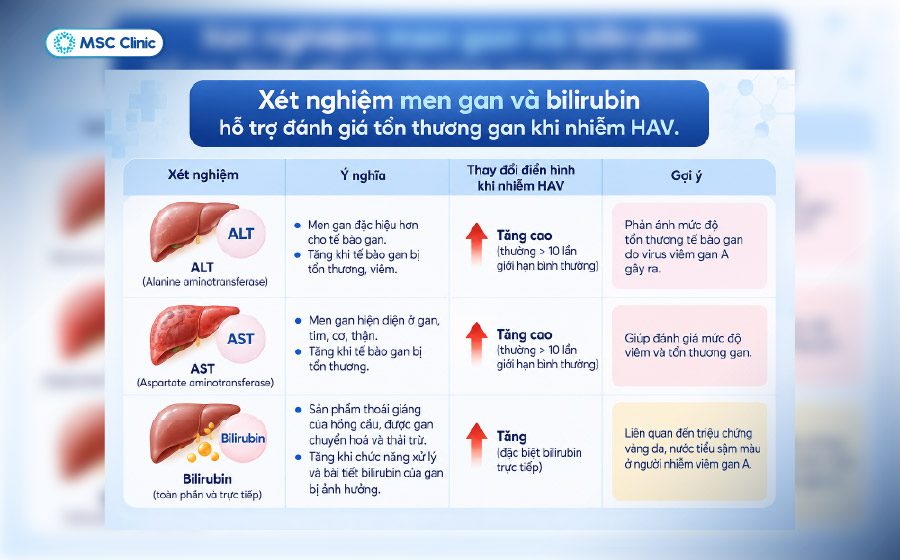 Xét nghiệm men gan và bilirubin hỗ trợ đánh giá tổn thương gan khi nhiễm HAV