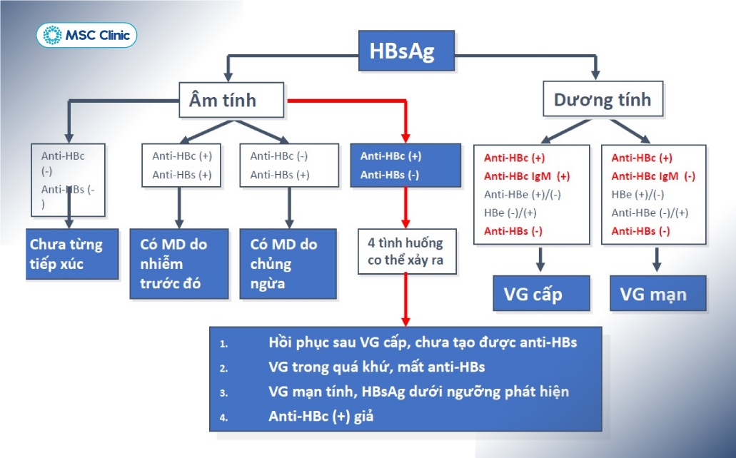 Sự thay đổi của các dấu ấn HBsAg, anti-HBc, HBeAg và anti-HBs theo thời gian giúp bác sĩ đánh giá chính xác tình trạng nhiễm viêm gan B 