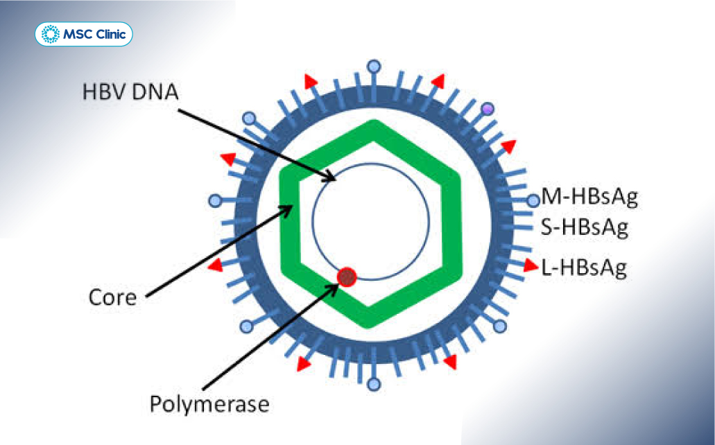HBV DNA phản ánh mức độ nhân lên của virus