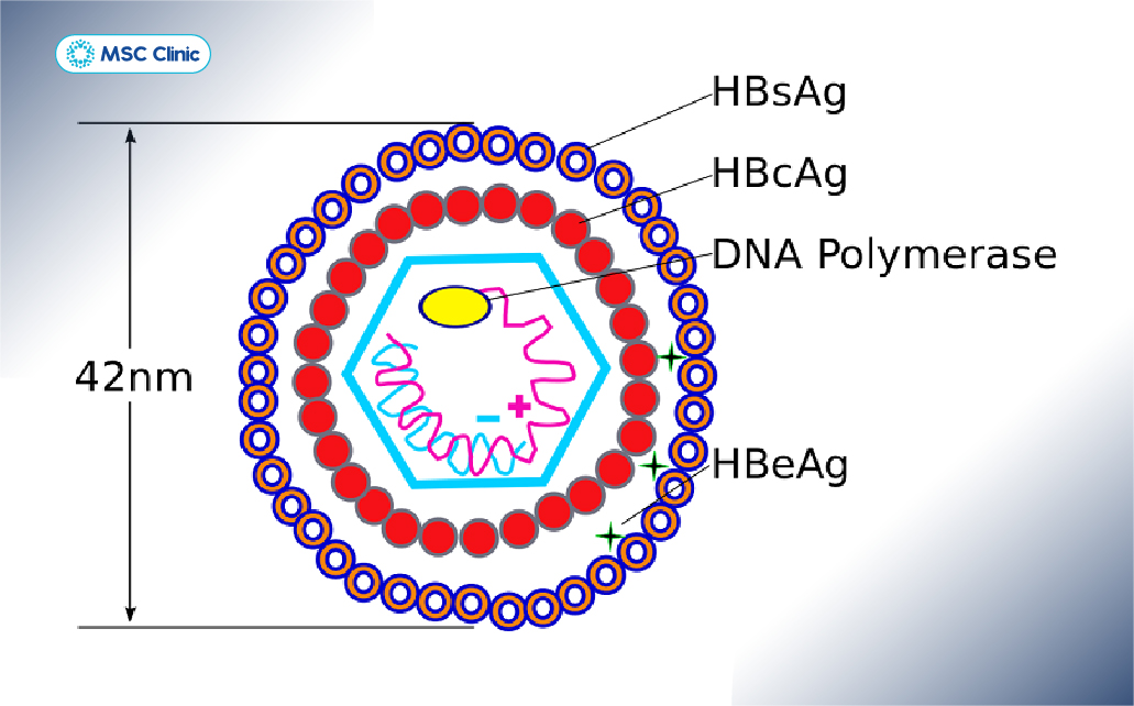 Cấu tạo của virus HBV với các kháng nguyên nằm ở lớp vỏ ngoài và lớp lõi bên trong